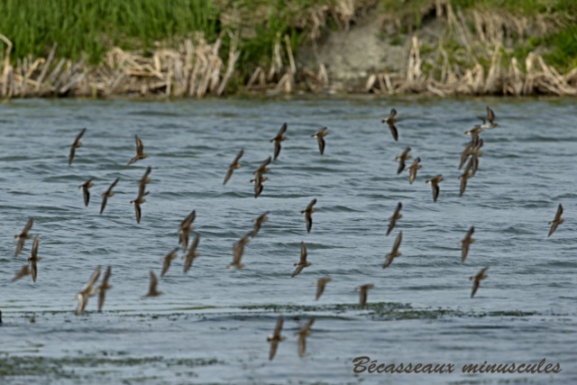 Baie-du-Febvre, toutes sortes d'oiseaux. Bzocas11