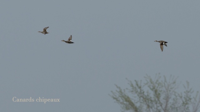 Baie-du-Febvre, toutes sortes d'oiseaux. Canard33