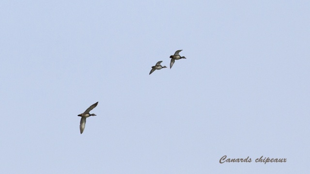 Baie-du-Febvre, toutes sortes d'oiseaux. Canard34