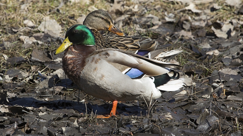 Colverts dans ma cour Canard38