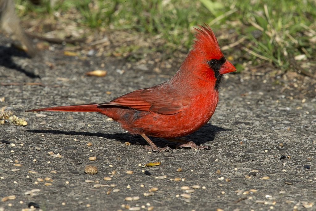 Cardinal rouge (2 photos) Cardin11
