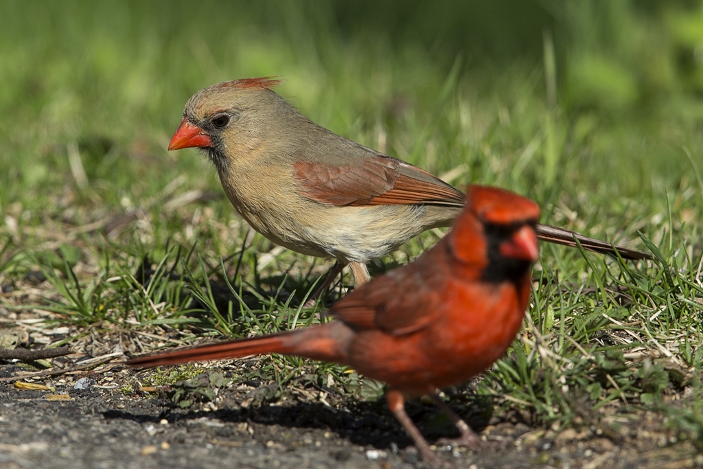 Cardinal rouge (2 photos) Cardin13