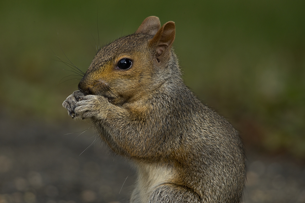 Portraits d'un écureuil gris (7) Zocure17