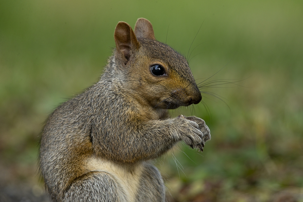 Portraits d'un écureuil gris (7) Zocure19