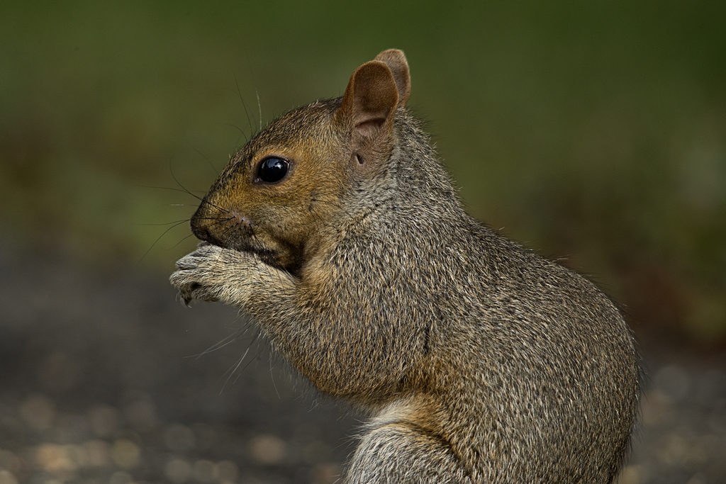 Portraits d'un écureuil gris (7) Zocure20