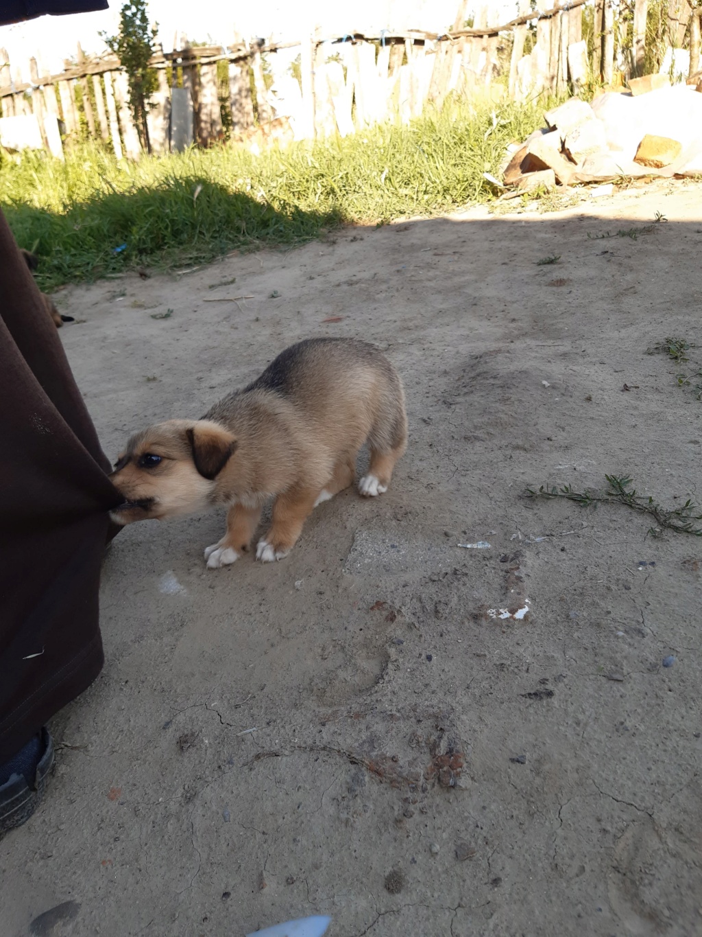 PRISKA - Chiot femelle de petite à moyenne taille à l'âge adulte - Née environ en Mars 2020 - Refuge de Camelia - Adoptée par Anne en Belgique 10067710