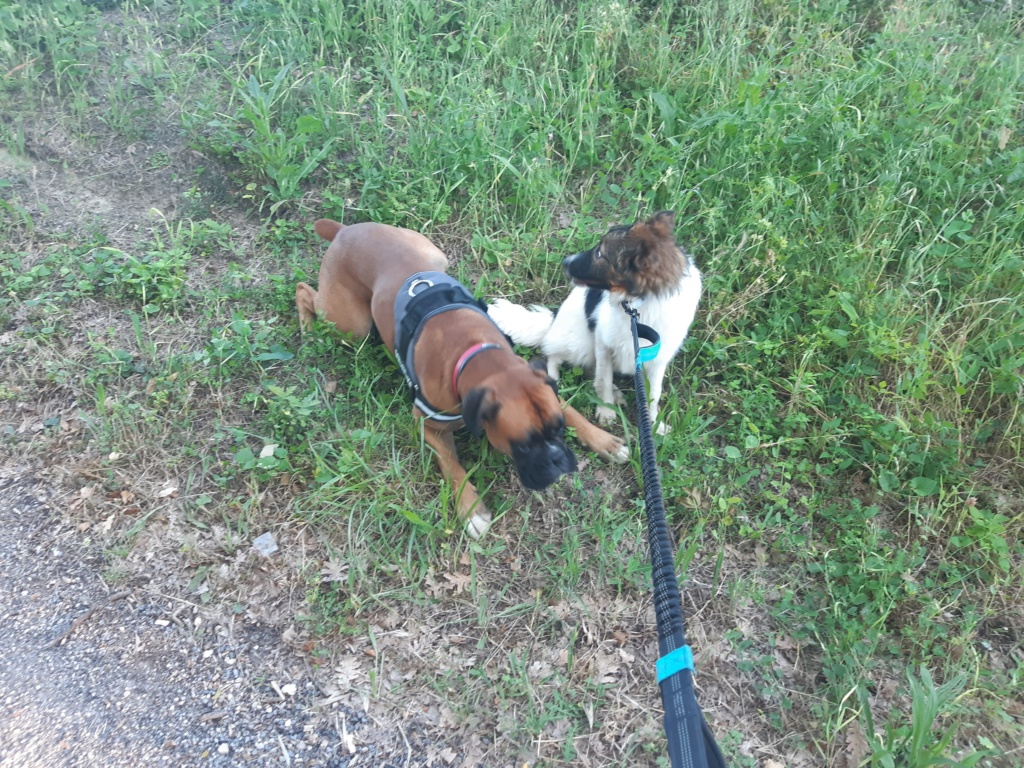 MILLY - Chiot femelle de taille moyenne à l'âge adulte (12 kg) - Née environ en Juin 2019 - Refuge de Geta - Adoptée par Cédric (30) 10325810