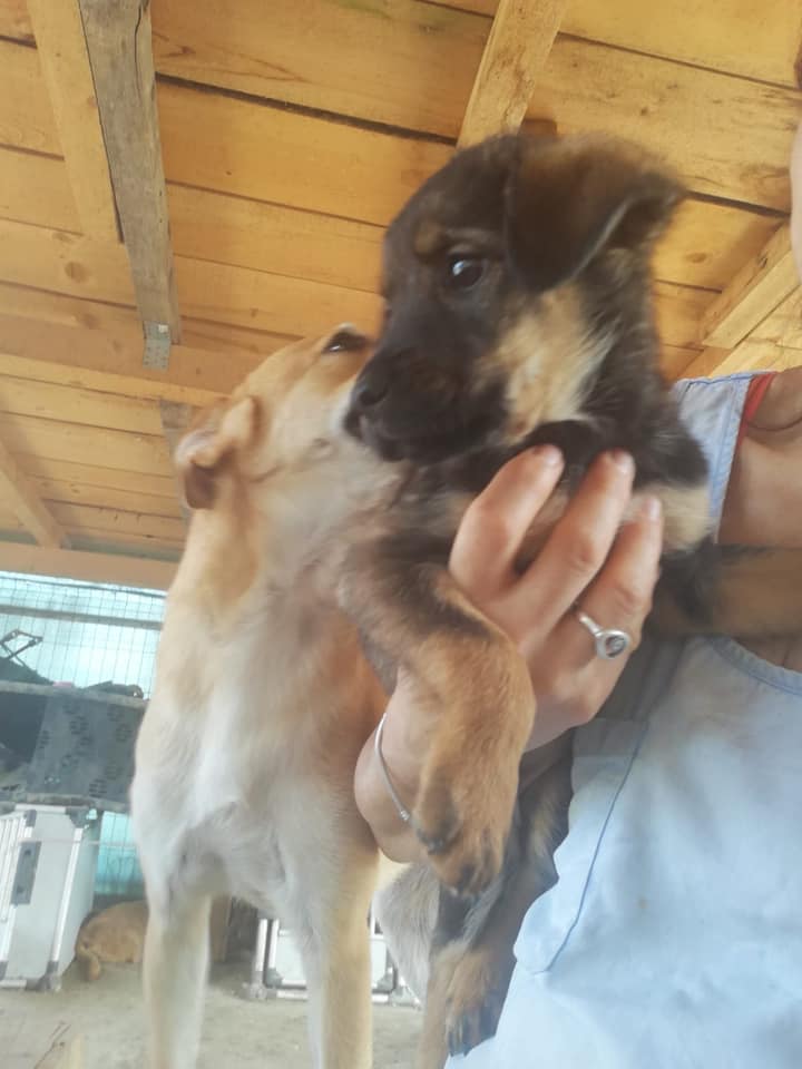 LISSI - Chiot femelle de taille moyenne à l'âge adulte - Née environ en Avril 2020 - Refuge de Gabriela - adoptée par Rebekka en Belgique 10457010