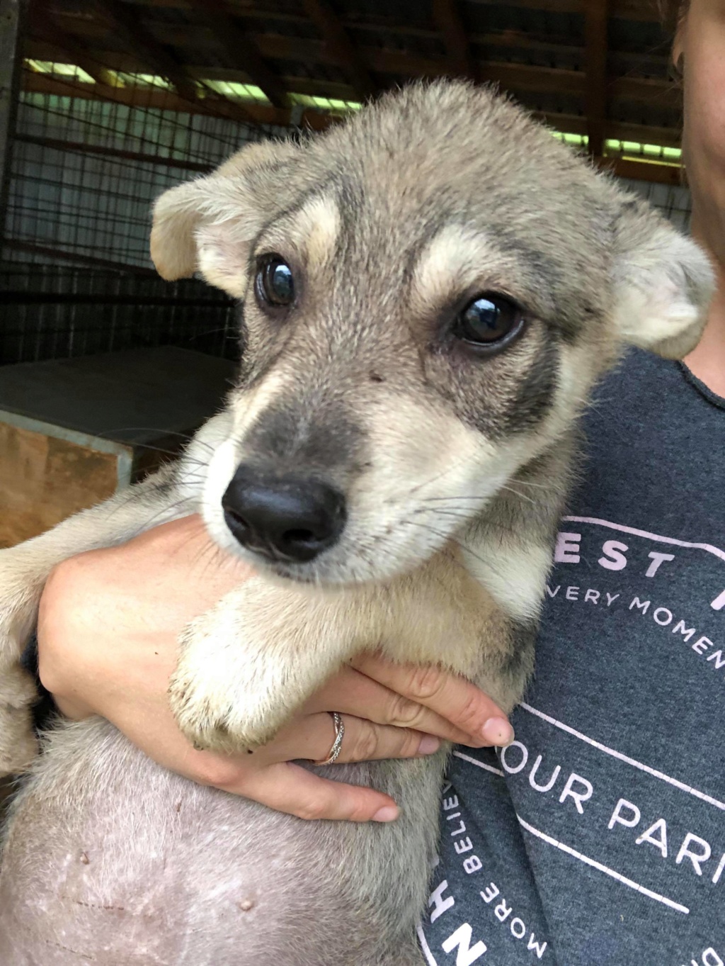 TUKA (ex SAX) - Chiot mâle de taille moyenne à l'âge adulte - Né environ en Février 2020 - Adopté par Donatella en Belgique  10476510