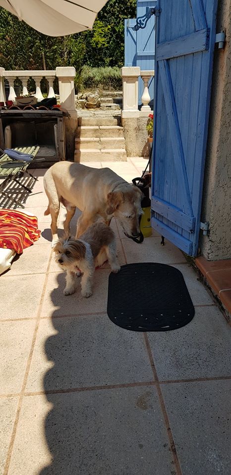 CARA - Chiot femelle de petite taille à l'âge adulte - Née environ en Janvier 2019 - Refuge de Geta - Adoptée par Sylvie (06) 10650510