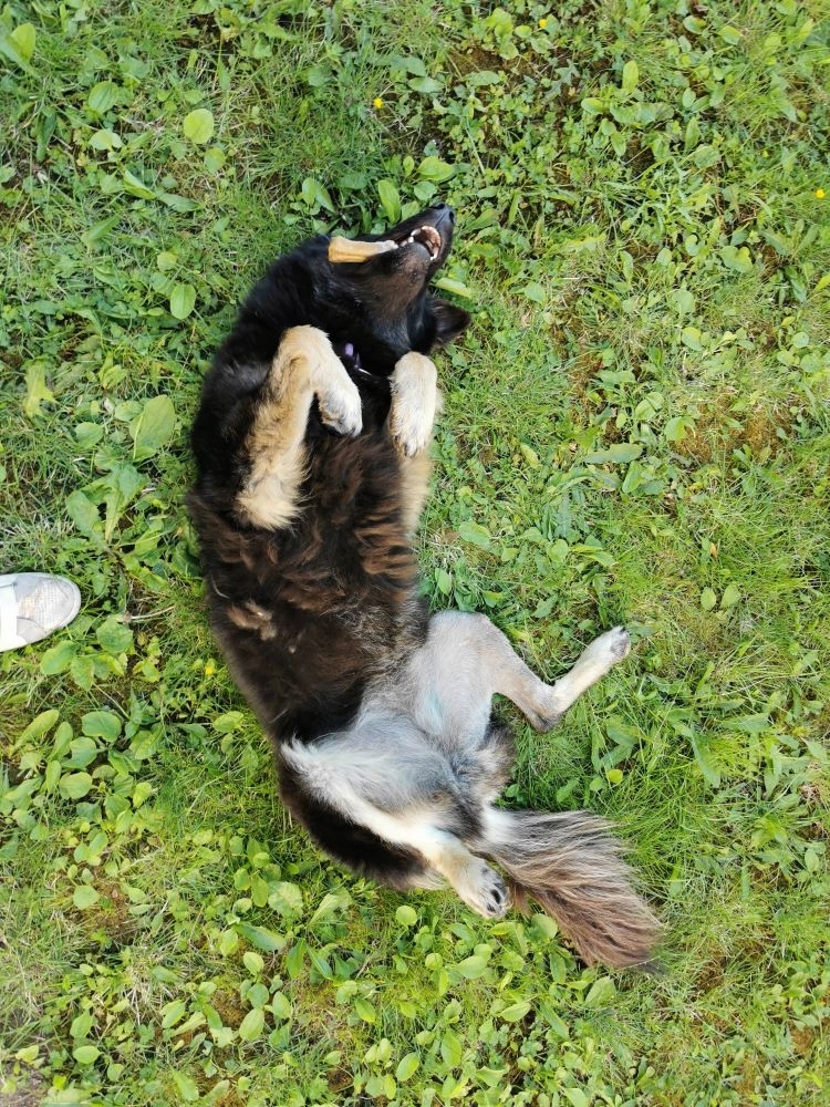 LATIKA (ex MARIJKE) - Femelle croisée de taille moyenne - Née environ en Juin 2019 - Refuge de Gabriela - Adoptée par Lara (59) 10773210