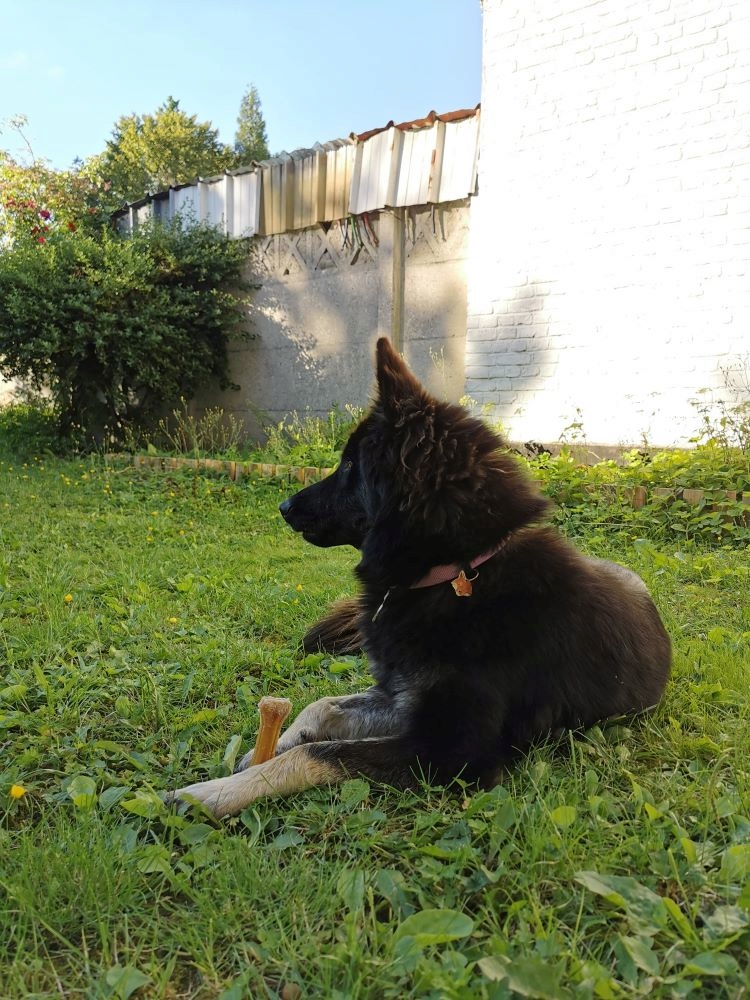 LATIKA (ex MARIJKE) - Femelle croisée de taille moyenne - Née environ en Juin 2019 - Refuge de Gabriela - Adoptée par Lara (59) 10776313