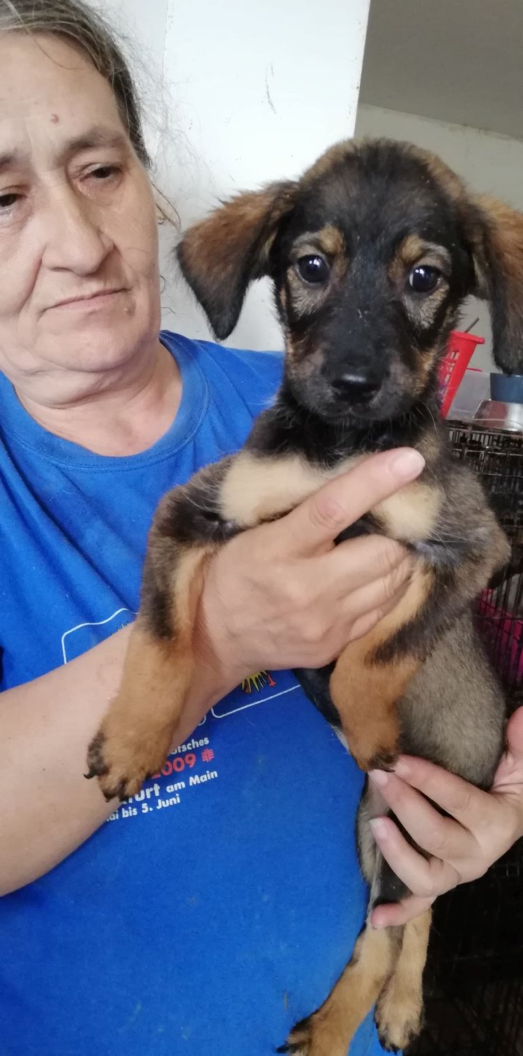 LISSI - Chiot femelle de taille moyenne à l'âge adulte - Née environ en Avril 2020 - Refuge de Gabriela - adoptée par Rebekka en Belgique 10815410