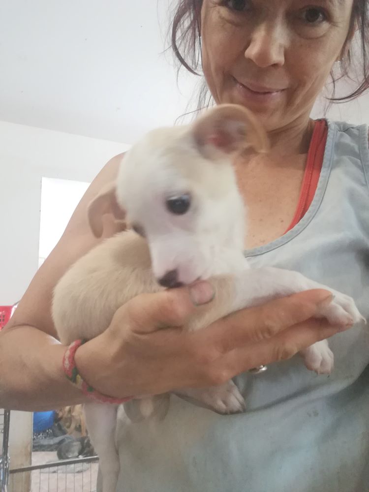 LUNA - Chiot femelle croisée de petite taille à l'âge adulte - Née environ en Avril 2020 - Refuge de Gabriela - adoptée par Alan en Belgique 10914510