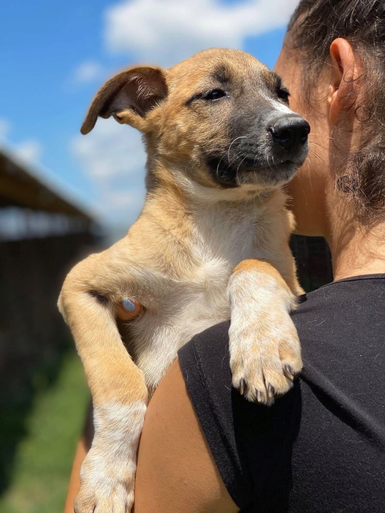 TINA - Chiot femelle croisée de taille moyenne à l'âge adulte - Née environ en Mars 2020 - Adoptée par Wyna en Belgique 10915810