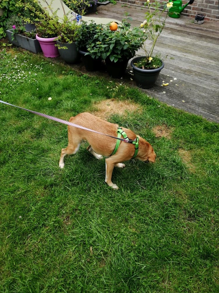 SPIROU (ex BLONDY) - Mâle croisé de petite à moyenne taille - Née environ en Juin 2019 - Refuge de Gabriela - Adopté par Guilia et Serge en Belgique 10997310