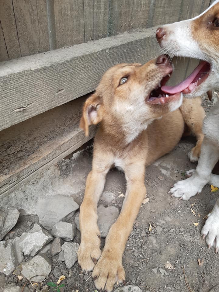 SIMBA (COFFEE) - Chiot mâle croisé de taille moyenne à l'âge adulte - Né environ en Avril 2020 - Refuge de Camelia - Adopté par Joëlle (57) 11030710