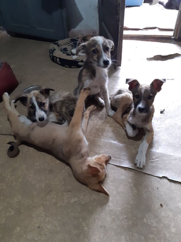 SMILE (TAYLOR) - Chiot mâle croisé de moyenne à grande taille à l'âge adulte - Né environ en Avril 2020 - Refuge de Camelia - Adopté par Sarah en Belgique 11537413