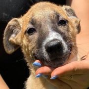 TINA - Chiot femelle croisée de taille moyenne à l'âge adulte - Née environ en Mars 2020 - Adoptée par Wyna en Belgique 11587110