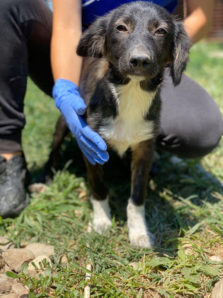 BELLE - Chiot femelle croisée de taille moyenne à l'âge adulte - Née environ en Février 2020 - adoptée par Barbara (départ 62) 11604112