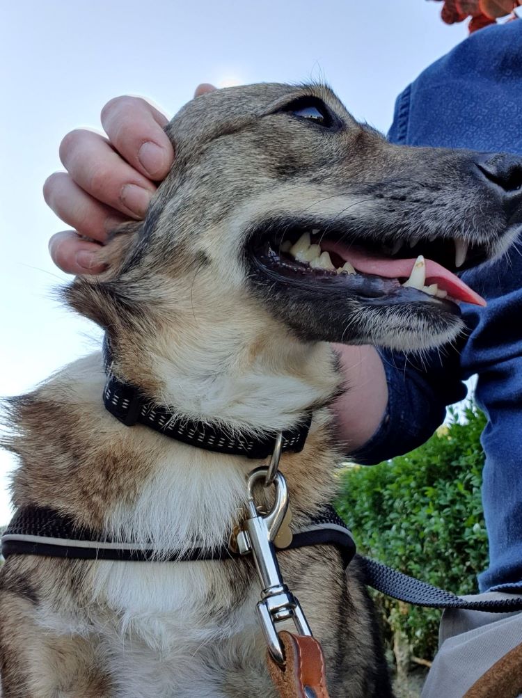 BELA - Femelle croisée de petite taille (12 kg) - Née environ en 2016 - Refuge de Gabriela - Adoptée par Antoine en Belgique, Décédée 11620510