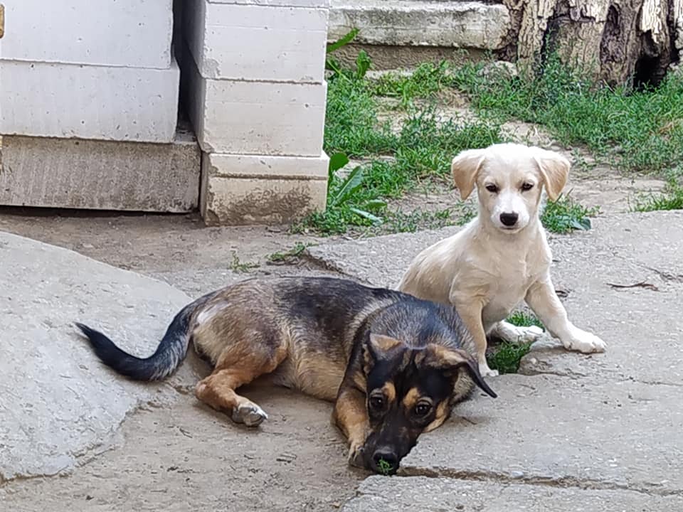 ROSIE - Chiot femelle de petite à moyenne taille à l'âge adulte - Née environ en Janvier 2020 - Chez Rodica et Mihaela, adoptée par Pierre-Arnaud et Céline en Belgique  11678311