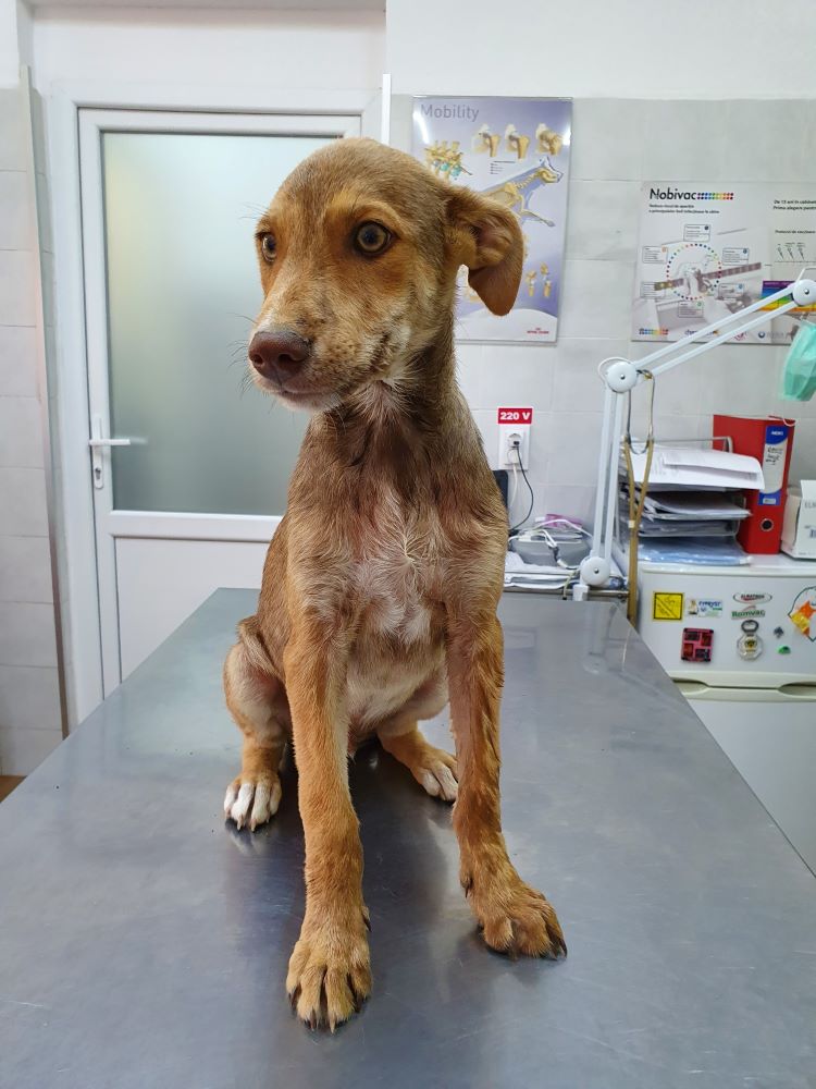 SIMBA (COFFEE) - Chiot mâle croisé de taille moyenne à l'âge adulte - Né environ en Avril 2020 - Refuge de Camelia - Adopté par Joëlle (57) 11739011