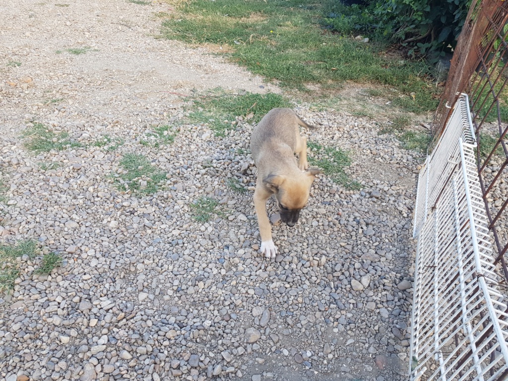 TOM - Chiot mâle de taille moyenne à l'âge adulte - Né environ en Avril 2020 - Refuge de Cristia, adopté par Delphine (Belgique)  11739110