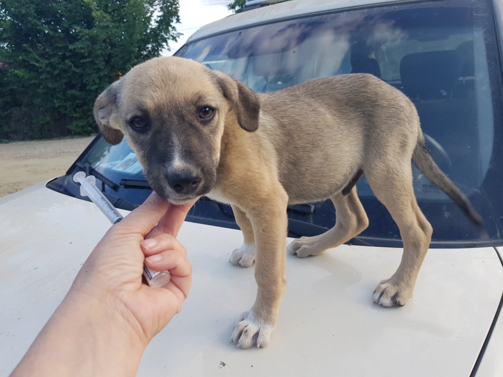 TOM - Chiot mâle de taille moyenne à l'âge adulte - Né environ en Avril 2020 - Refuge de Cristia, adopté par Delphine (Belgique)  11742812