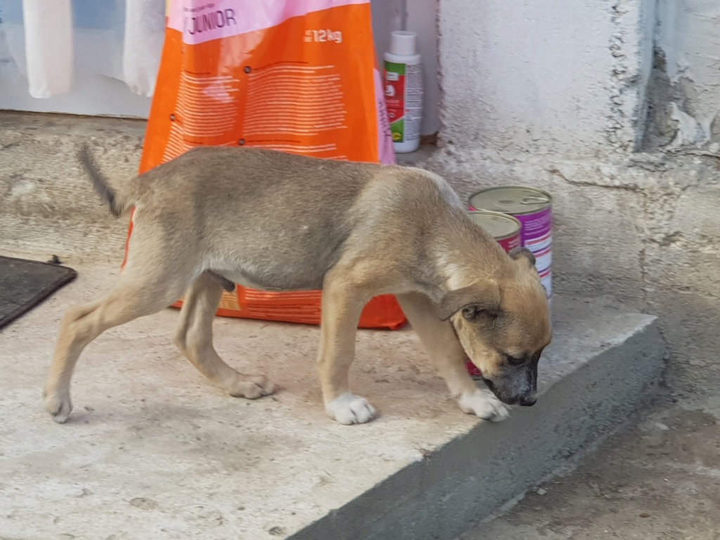 TOM - Chiot mâle de taille moyenne à l'âge adulte - Né environ en Avril 2020 - Refuge de Cristia, adopté par Delphine (Belgique)  11753510