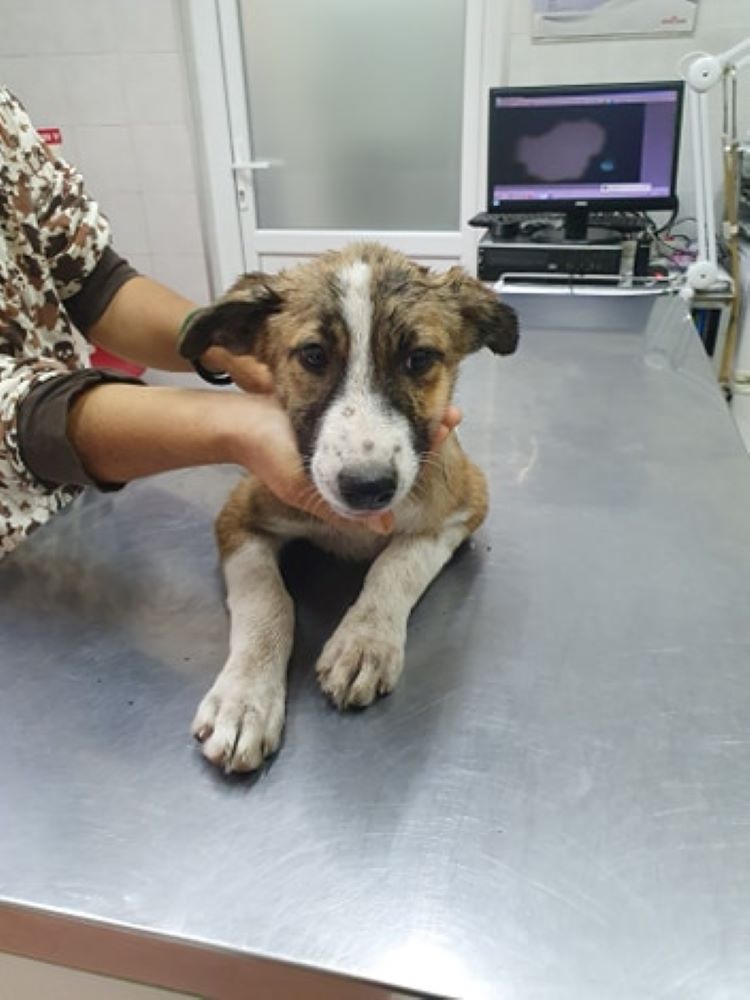 JOY (TINA) - Chiot femelle croisée de moyenne à grande taille adulte - Née environ en Avril 2020 - Refuge de Camelia, adoptée par Christine (Belgique)  11791010