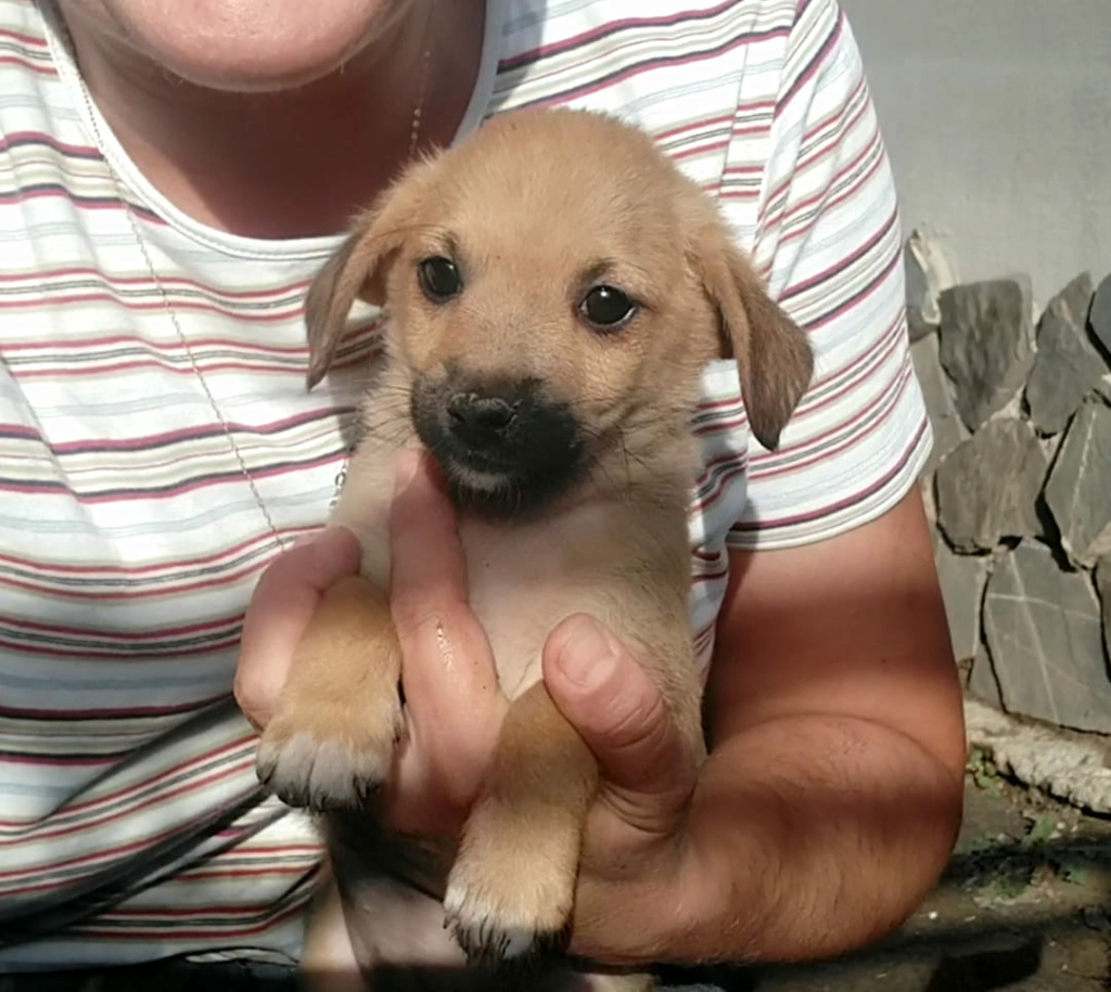 NOISETTE - Chiot femelle de petite taille à l'âge adulte - Née environ en Juillet 2020 - Chez Rodica et Mihaela, Adoptée par Eric et Nathalie( départ 30) 11800011