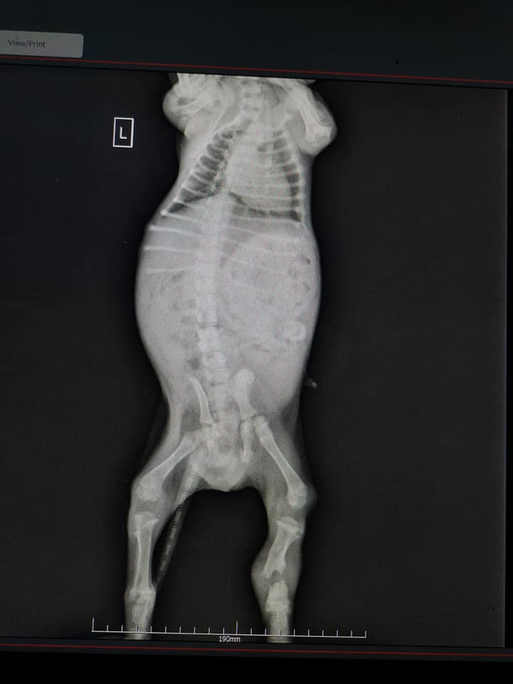 ROBY - Mâle croisé de petite taille (4 kg) - Né environ en Juin 2020 - Refuge de Gabriela - Adopté par Patricia en Belgique 11949710