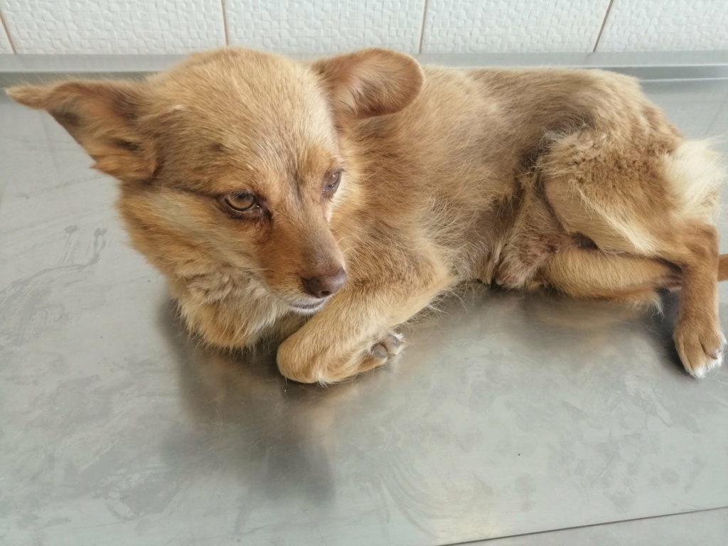 FIONA - Femelle croisée de petite taille - Accidentée - Née environ en Août 2017 - Refuge de Oana - Adoptée par Maria en France  19790912