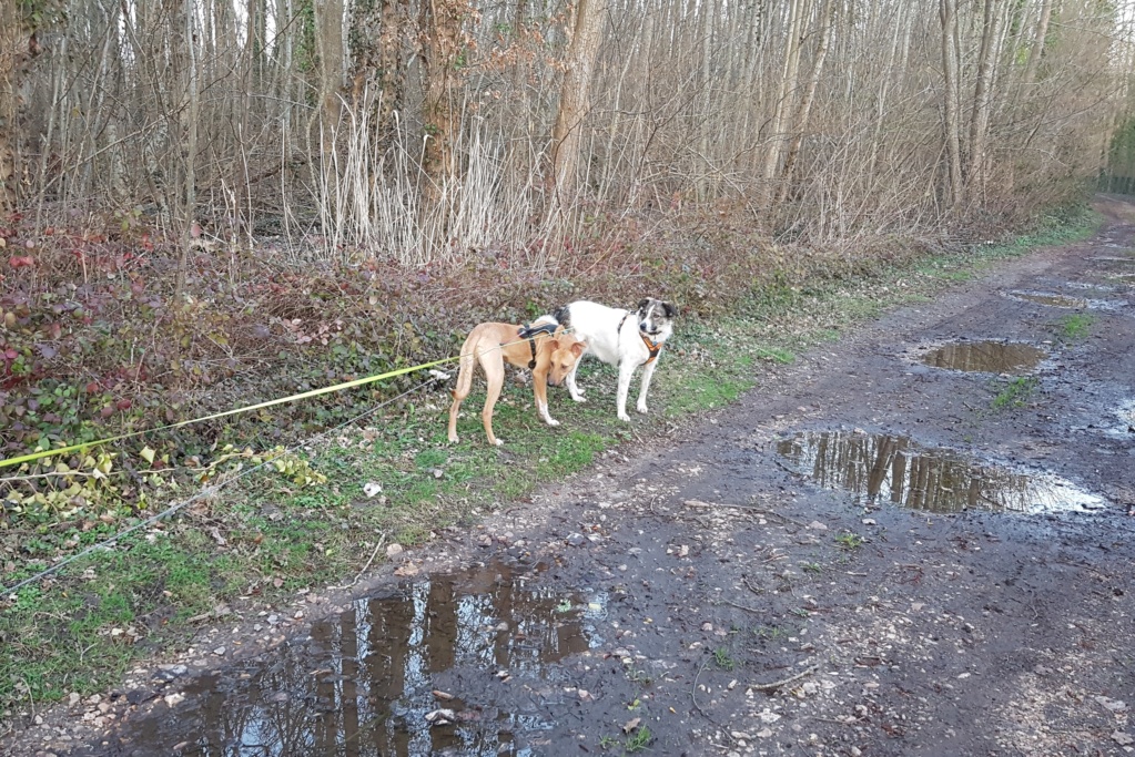 VIRUS (ex SALAMECHE) - mâle croisé taille moyenne adulte né env juin 2018 - REMEMBER ME LAND, Adopté par Céline en Belgique  - Page 5 20190310