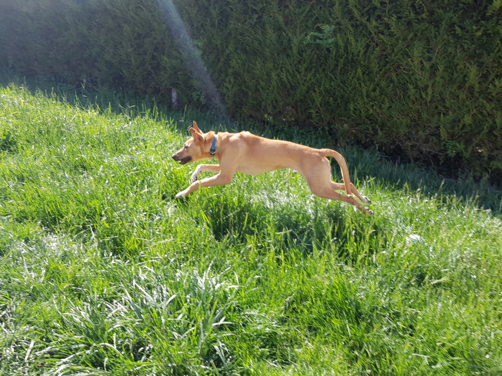 VIRUS (ex SALAMECHE) - mâle croisé taille moyenne adulte né env juin 2018 - REMEMBER ME LAND, Adopté par Céline en Belgique  - Page 6 20190521