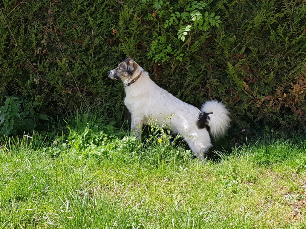 WILLOW ( ex COLORADO) - mâle, né en avril/mai 2017 - Adopté par Nelly (28)  - Page 5 20190549