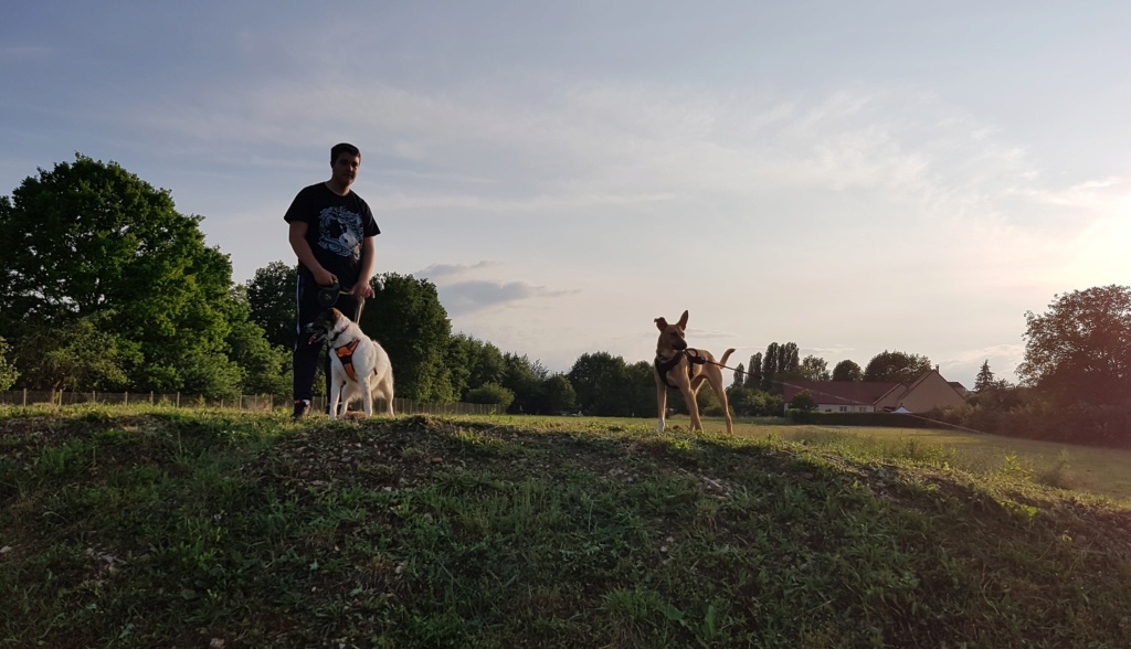 VIRUS (ex SALAMECHE) - mâle croisé taille moyenne adulte né env juin 2018 - REMEMBER ME LAND, Adopté par Céline en Belgique  - Page 7 20190610