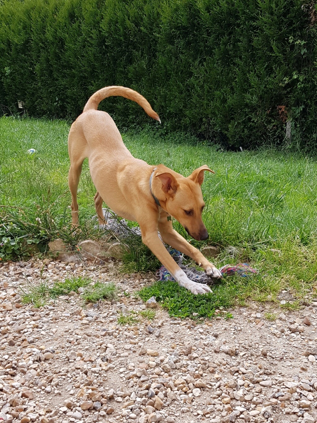 VIRUS (ex SALAMECHE) - mâle croisé taille moyenne adulte né env juin 2018 - REMEMBER ME LAND, Adopté par Céline en Belgique  - Page 7 20190665