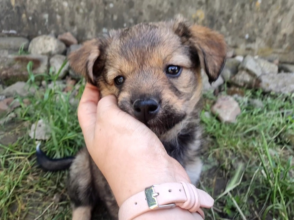 FLOCKIE (ex MARGO) - Chiot femelle croisée de taille petite à moyenne à l'âge adulte - Née environ en Avril 2022 - Refuge de Mihaela - Adoptée par Eliane en Belgique  20220561