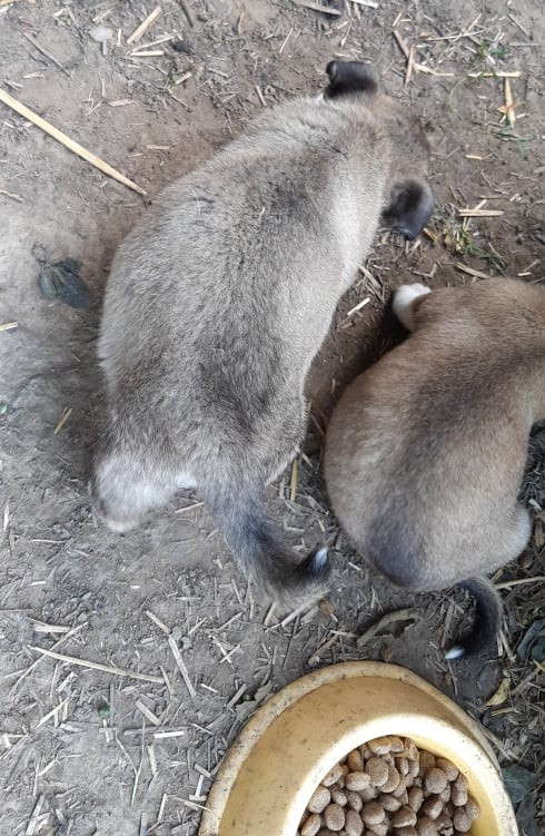 LOLITA - Chiot femelle croisée de petite taille à l'âge adulte - Née environ en Juin 2021 - Refuge de Camelia - Adoptée par Julien en Belgique 21361310