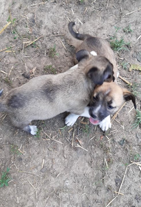 LOLITA - Chiot femelle croisée de petite taille à l'âge adulte - Née environ en Juin 2021 - Refuge de Camelia - Adoptée par Julien en Belgique 21466410