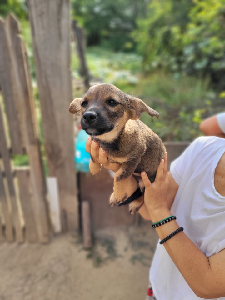 CHANEL - Chiot femelle croisée de petite taille à l'âge adulte - Née environ en Juin 2021 - Refuge de Camelia - Réservée via une autre asso 22653410