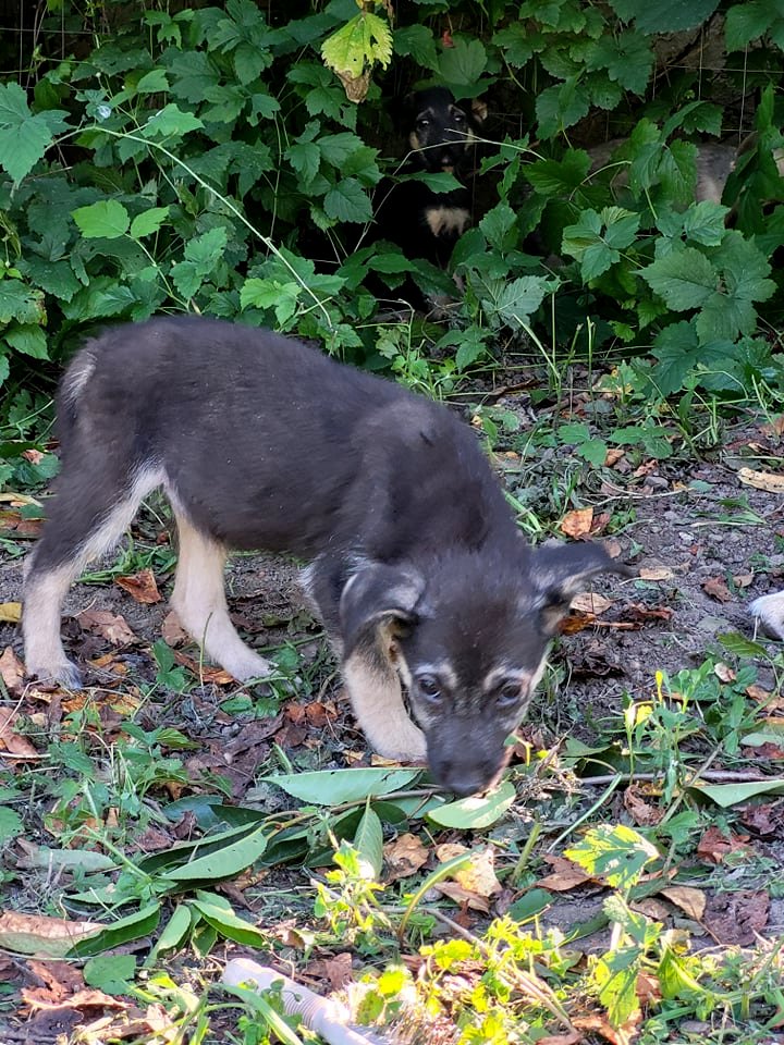 SHANA - Chiot femelle croisée de taille moyenne à l'âge adulte - Née environ en Juin 2021 - Chez Monica 23125510