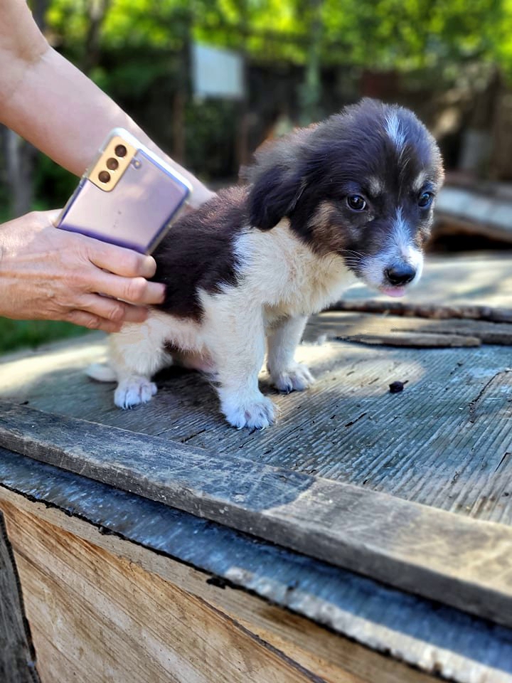 DOLLY - Chiot femelle croisée de taille petite à moyenne à l'âge adulte - Née environ en Avril 2021 - Adoptée par Steve et Véronique en Belgique 23133510