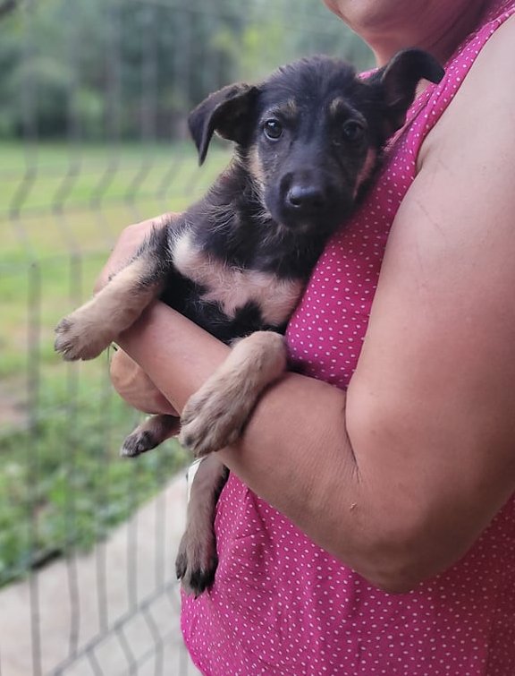 LUNA - Chiot femelle croisée de taille moyenne à l'âge adulte - Née environ en Juin 2021 - Chez Monica 23174611