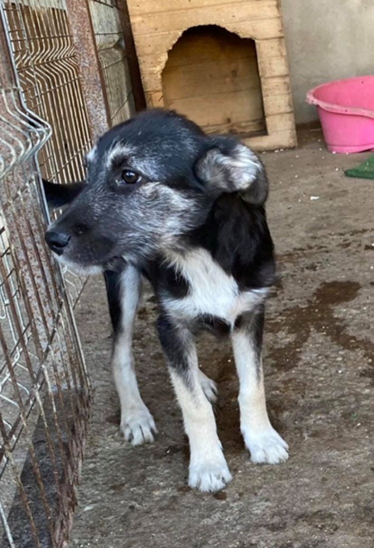 LOTTA - Chiot femelle croisée de taille moyenne à l'âge adulte - Née environ en avril 2021 - Refuge de Gabriela - Réservée adoption en Allemagne 23236310