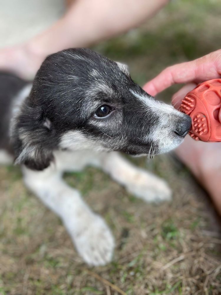 DOLLY - Chiot femelle croisée de taille petite à moyenne à l'âge adulte - Née environ en Avril 2021 - Adoptée par Steve et Véronique en Belgique 24207210