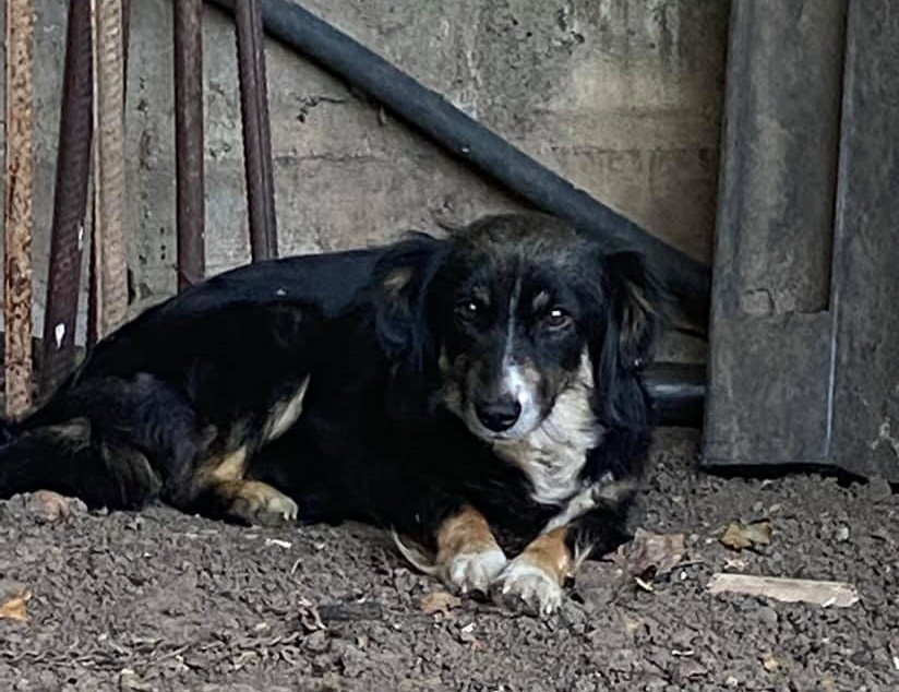 BENNY - Chiot mâle croisé de petite taille à l'âge adulte - Né environ en Juin 2021 - Refuge de Gabriela - Réservé via une autre association 24217210