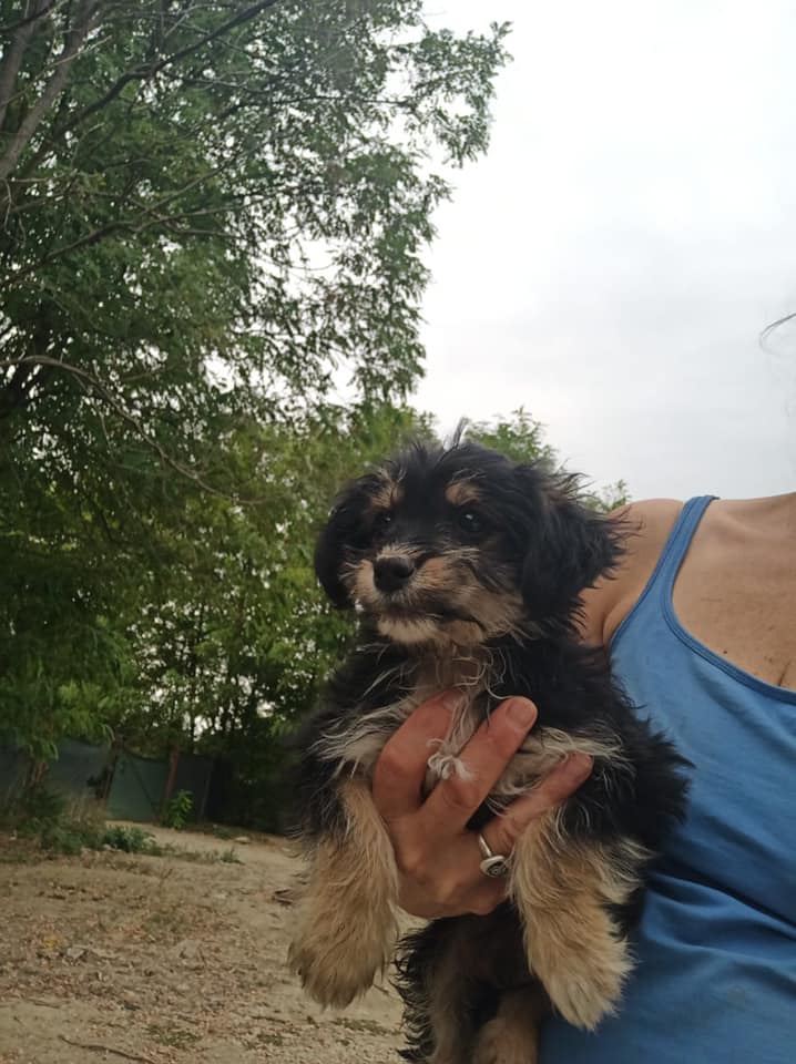 WOODY (ex BOBBY) - Chiot mâle croisé de petite taille à l'âge adulte - Né environ en Juin 2021 - Refuge de Gabriela - Adopté par Géraldine en Belgique 24221710